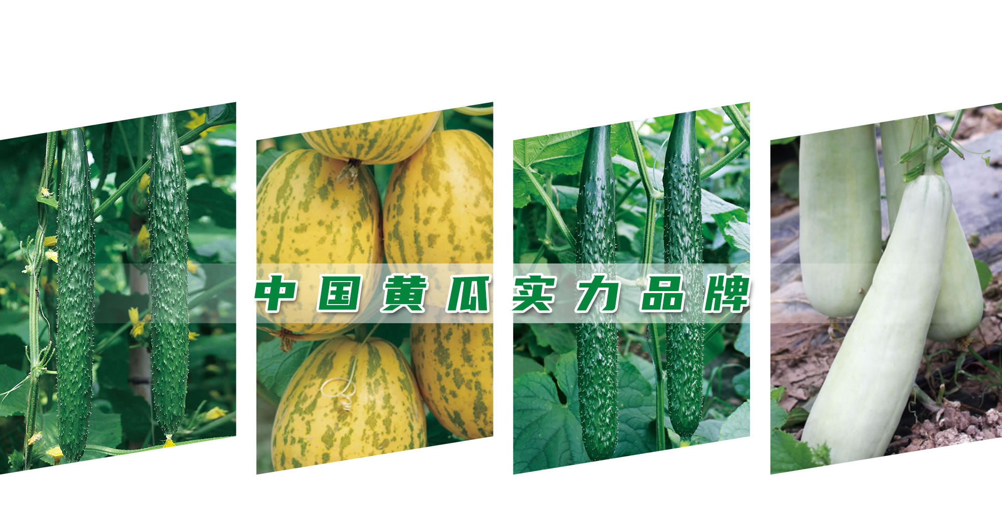 中國黃瓜實力品牌